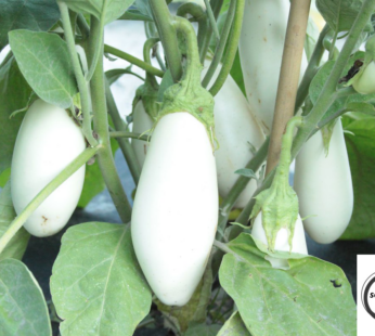 AUBERGINE WHITE CASPER SAMEN SOLANUM MELONGENA GEMÜSESAMEN
