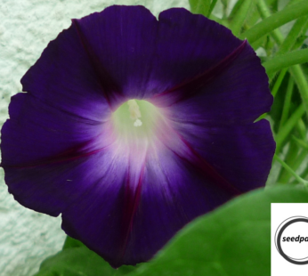 PRUNKWINDE BLACK KNIGHT SAMEN IPOMOEA TRICOLOR BLUMENSAMEN DUNKELVIOLETT RARITÄT