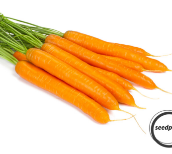 KAROTTE BERLICUM SAMEN MÖHRE DAUCUS CAROTA GEMÜSESAMEN