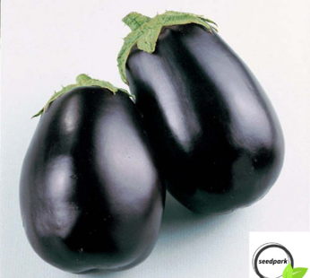 AUBERGINE BLACK BEAUTY SAMEN SOLANUM MELONGENA GEMÜSESAMEN