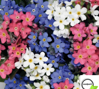 VERGISSMEINNICHT BUNT 200 SAMEN MYOSOTIS ALPESTRIS MIX MEHRFARBIG BLUMENSAMEN
