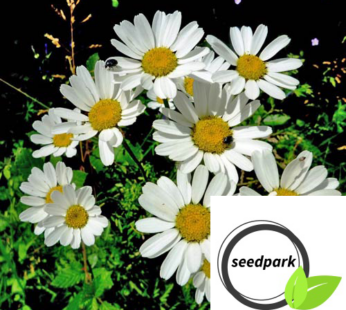 WIESEN MARGERITE SAMEN OX EYE DAISY LEUCANTHEMUM VULGARE BLUMENSAMEN