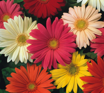 GERBERA JAMESONII MIX BLUMENSAMEN SCHÖNE LEUCHTENE BLÜTEN SAMEN AUGENWEIDE