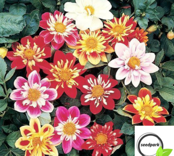 DAHLIE DWARF DANDY SAMAN MEHRFARBIGE BLÜTEN ZWERG DAHLIA VARIABILI BLUMENSAMEN