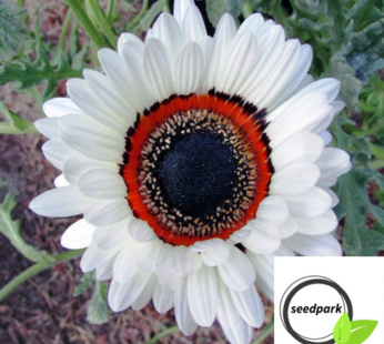 PRÄCHTIGES BÄRENOHR ZULU PRINCE SAMEN VENIDIUM CAPE DAISY BLUMENSAMEN
