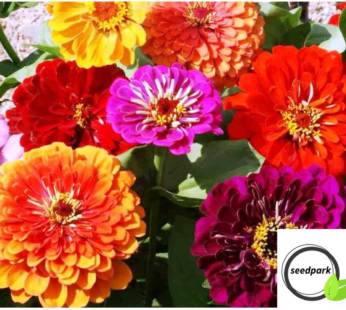 ZINNIE CALIFORNIA GIANT MIX SAMEN ZINNIA ELEGANS BLUMENSAMEN