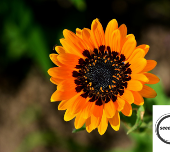 PRÄCHTIGES BÄRENOHR VENIDIUM ORANGE PRINCE SAMEN ARCTOTIS FASTUOSA BLUMENSAMEN