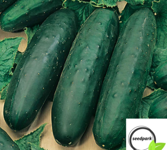 SCHLANGENGURKE MARKETMORE 76 SAMEN CUCUMIS SATIVUS GEMÜSESAMEN