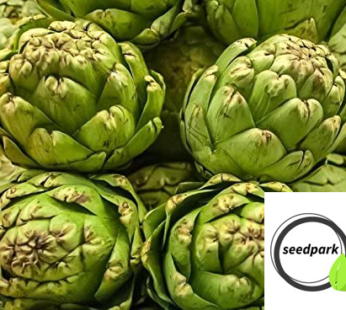 ARTISCHOCKE GROS VERT DE LAON SAMEN CYNARA SCOLYMUS GEMÜSESAMEN ARTICHOKE