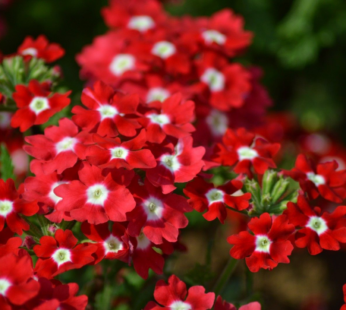 EISENKRAUT ROT MIT WEISSEN AUGEN RED WITH WHITE EYE SAMEN VERBENA HYBRIDA BLUMEN