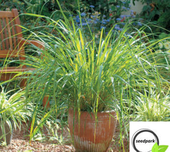 ZITRONENGRAS SAMEN ESSBAR LEMON GRASS EAST INDIAN CYMBOPOGON KRÄUTERSAMEN