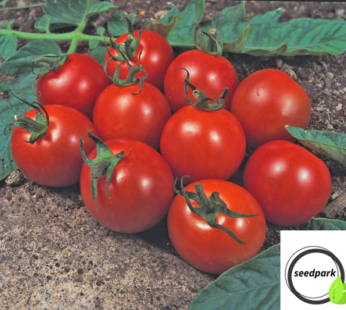 TOMATO ALICANTE SAMEN SEHR BELIEBT SAFTIG ROT ROBUST GEMÜSESAMEN