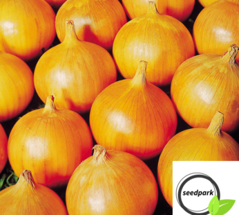 ZWIEBEL BEDFORDSHIRE CHAMPION SAMEN ALLIUM CEPA GEMÜSESAMEN