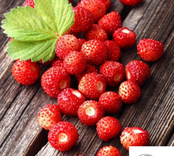 ECHTE WALDERDBEERE REGINA SAMEN FRAGARIA VESCA OBSTSAMEN REGINA SEHR LECKER