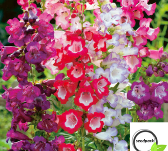 BARTFADEN PENSTEMON SENSATION MIX SAMEN MEHRFAHRBIG GLOCKENFORM BLUMENSAMEN