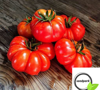 TOMATE COSTOLUTO DI PARMA SAMEN SOLANUM LYCOPERSICUM TOMATENSAMEN