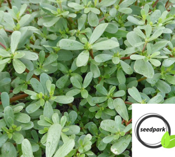 PORTULAK GREEN SAMEN PORTULACA SCHNELLWÜCHSIG GEMÜSESAMEN
