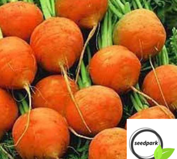 KAROTTE PARISIAN MARKET SAMEN DAUCUS CAROTA GEMÜSESAMEN MÖHRE