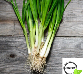FRÜHLINGSZWIEBEL WHITE LISBON SAMEN LAUCHZWIEBEL WINTERHECKEN ALLIUM GEMÜSESAMEN