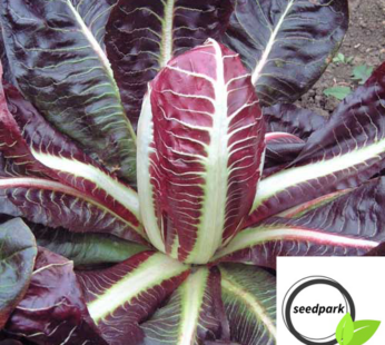 CHICOREE ROSSA DI TREVISO SAMEN CICHORIUM INTYBUS GEMÜSESAMEN