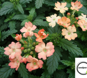 EISENKRAUT SAMEN VERBENA APRICOT BLUMENSAMEN