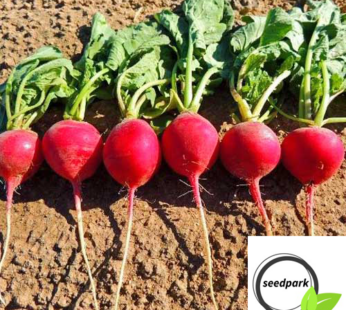 RADIESCHEN CRIMSON GIANT SAMEN ROTE RIESEN RAPHANUS SATIVUS GEMÜSESAMEN