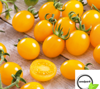 TOMATE CEREZA AMARILLA SAMEN SOLANUM LYCOPERSICUM GELB TOMATENSAMEN KIRSCHTOMATE