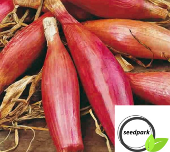 ZWIEBEL SCHALOTTE LONG RED FLORENCE SAMEN ALLIUM CEPA GEMÜSESAMEN ZWIEBELSAMEN