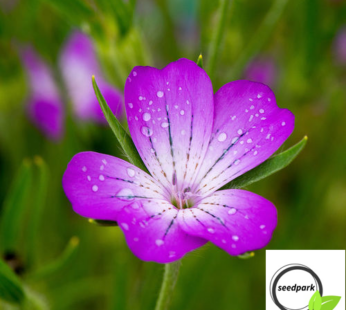 KORNRADE SAMEN BIENENWEIDE AGROSTEMMA GITHAGO WILDBLUME BIENE NEKTAR BLUMENSAMEN