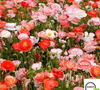 KLATSCHMOHN MIX SAMEN PAPAVER RHOEAS WILDBLUME BLUMENSAMEN MOHNBLUME