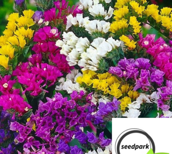 STRANDFLIEDER BUNT SAMEN STATICE LIMONIUM SINUATUM PACIFIC Mix BLUMENSAMEN