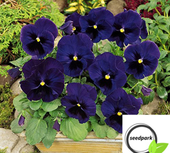 STIEFMÜTTERCHEN SWISS GIANT ULSSWATER DEEP BLUE SAMEN VIOLA BLUMENSAMEN
