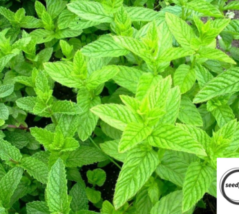 MINZE SPEARMINT SAMEN GRÜN KLASSISCHE ENGLISCHE MINZE MENTHA KRÄUTERSAMEN