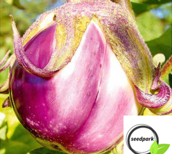 AUBERGINE ROTONDA BIANCA SFUMATA DI ROSA SAMEN SOLANUM MELONGENA GEMÜSESAMEN