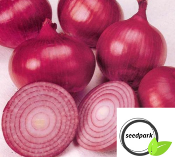 ZWIEBEL RED AMPOSTA SAMEN ITALIENISCHE ZWIEBELSORTE ALLIUM CEPA GEMÜSESAMEN