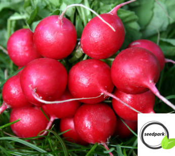 RADIESCHEN CHERRY BELLE SAMEN RAPHANUS SATIVUS GEMÜSESAMEN RETTICH