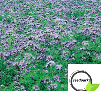 BIENENFREUND SAMEN PHACELIA TANACETIFOLIA BÜSCHELSCHÖN BLUMENSAMEN
