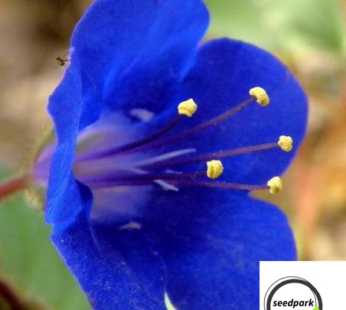 GLOCKEN PHAZELIE CALIFORNIA BLUEBELL SAMEN PHACELIA CAMPANULARIA BLUMENSAMEN