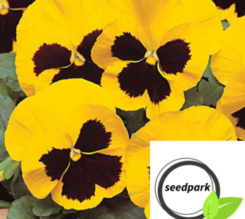 STIEFMÜTTERCHEN RHINEGOLD YELLOW BLOTCH SAMEN VIOLA BLUMENSAMEN
