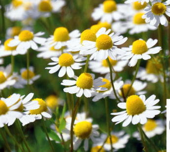 ECHTE KAMILLE SAMEN MATRICARIA RECRUTITA KRÄUTERSAMEN BLUMENSAMEN