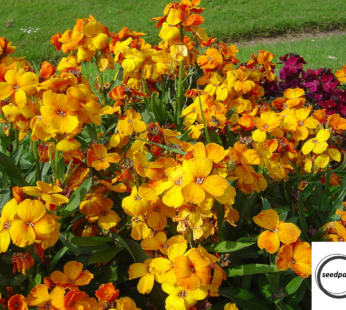 MAUERBLÜMCHEN FIRE KING SAMEN ERYSIMUM CHEIRI BLUMENSAMEN