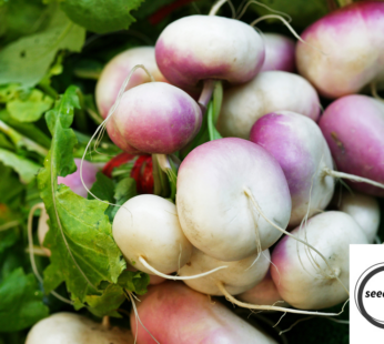 SPEISERÜBE ARAMIS SAMEN MAIRÜBE BRASSICA RAPA GEMÜSESAMEN