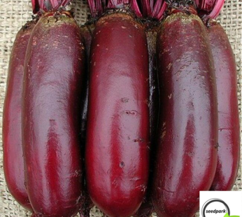 ROTE BEETE CYLINDRA SAMEN BETA VULGARIS GEMÜSESAMEN BETE RETTICH RÜBE