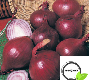 ZWIEBEL RED BARON SAMEN ROTER BARON ALLIUM CEPA GEMÜSESAMEN