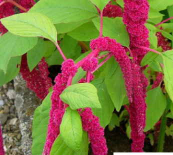 AMARANTH RED GARNT SAMEN ROTBLÄTTRIGER FUCHSSCHWANZ AMARANT BLUMENSAMEN